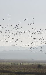 Nwt cley marshes cley next the sea 1