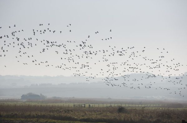 Nwt cley marshes cley next the sea 1