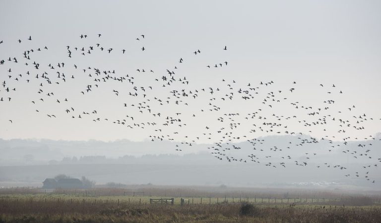 Nwt cley marshes cley next the sea 1