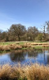 Nwt east wretham heath thetford 1