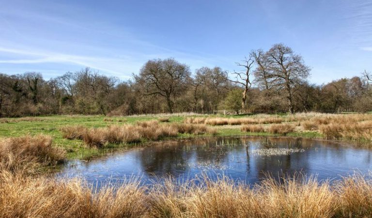 Nwt east wretham heath thetford 1