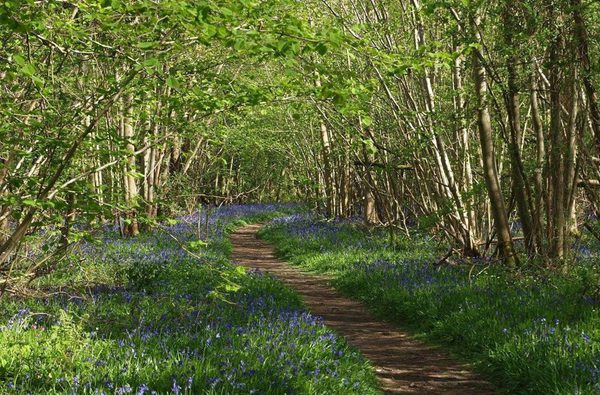 Nwt foxley wood national nature reserve dereham 1