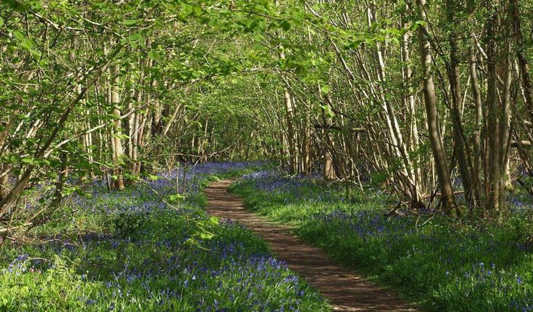 Nwt foxley wood national nature reserve dereham 1