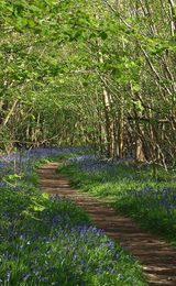 Nwt foxley wood national nature reserve dereham 1