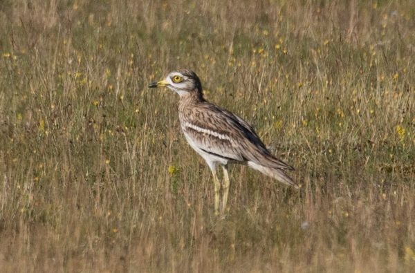 Nwt weeting heath national nature reserve brandon 1