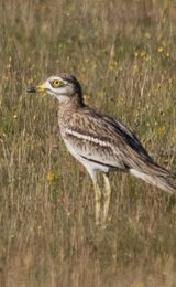 Nwt weeting heath national nature reserve brandon 1