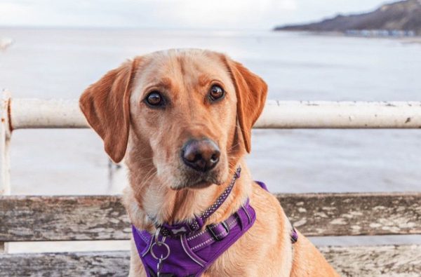 Paws on the Pier Dog Festival
