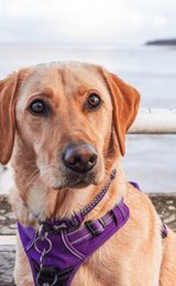 Paws on the Pier Dog Festival