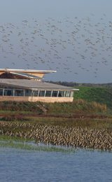 Snettisham and Titchwell Safari