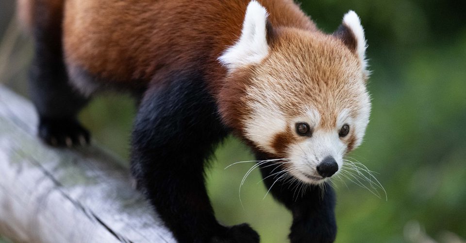 Zoos Wildlife Red Panda Banham Zoo Norfolk